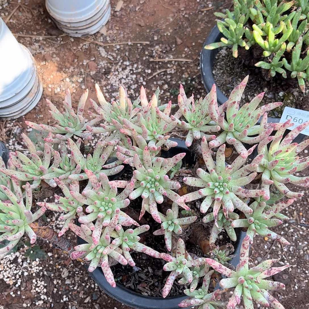 6048瑕疵绿菊多肉