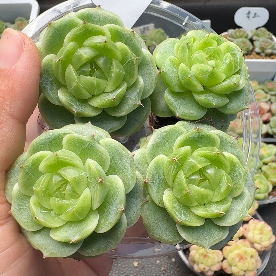 一物一拍一物一拍918-142