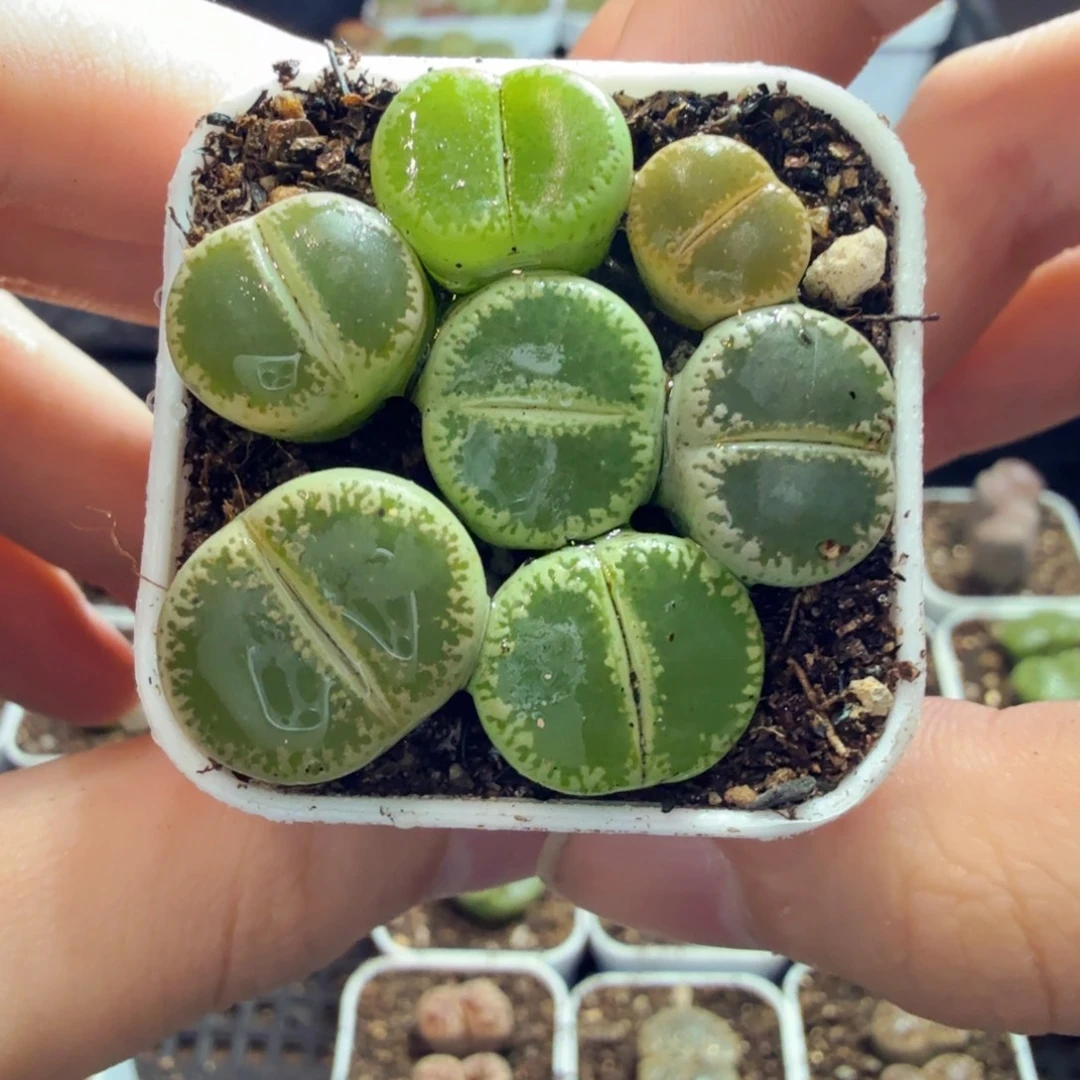 多肉植物和植物的生长920