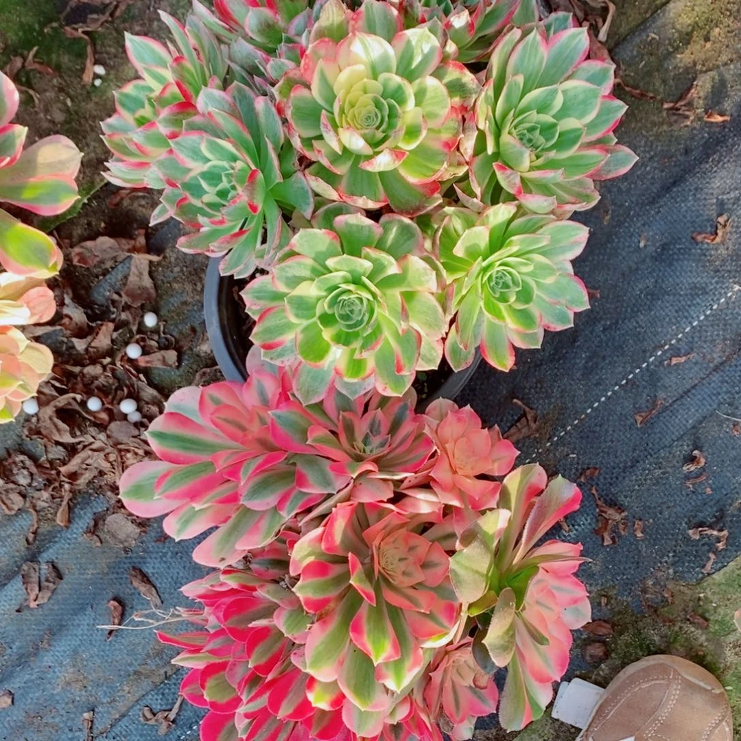 完全开放海王➕粉女巫多肉1颗