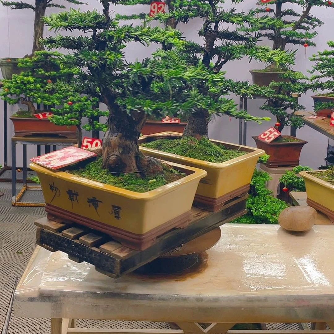 不开花植物米叶罗汉松