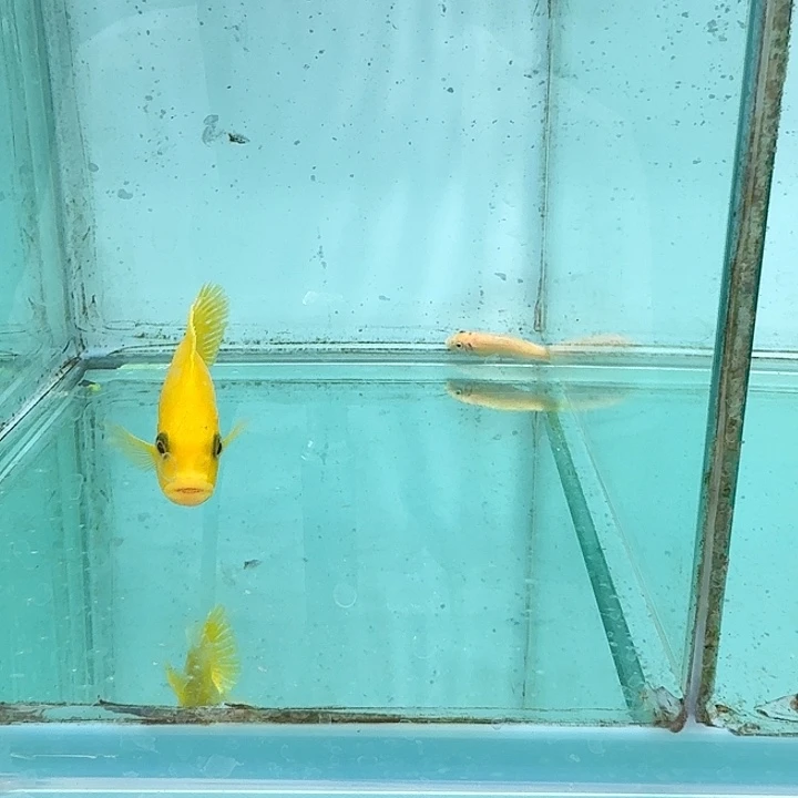 霓虹灯鱼655埃斯特斑马。