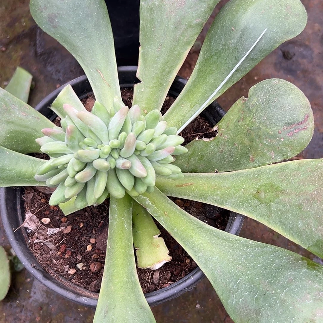 小***糕多肉植物实物直播实物138