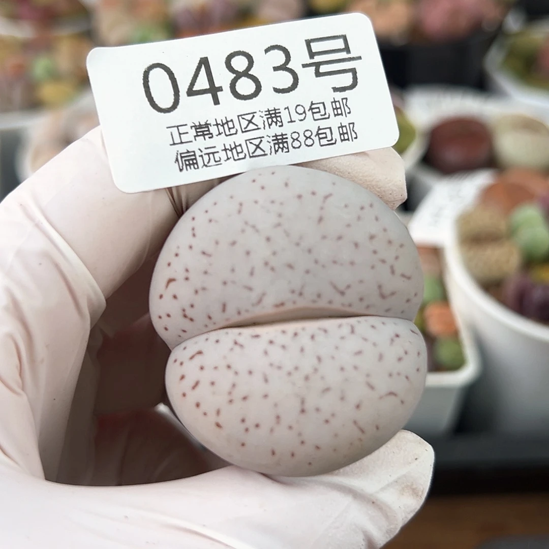 0483五年大白4cm侧面老疤特特