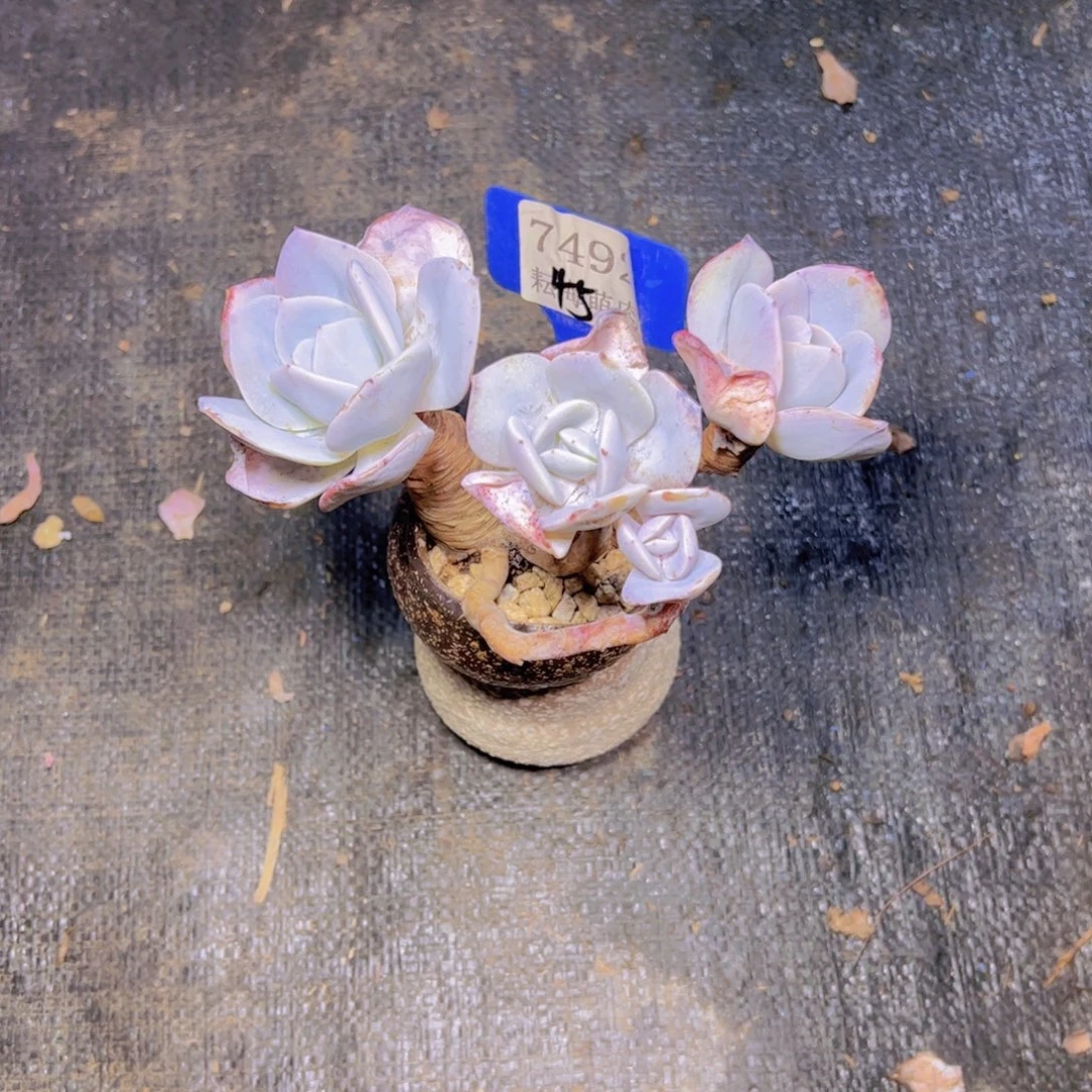 堂***奶茶7492多肉植物带盆土发