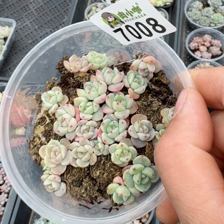 多肉植物多肉植物