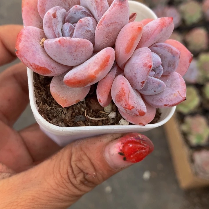 奶茶双头  韩版  （满9.99包邮不满9.99发叶子）