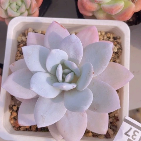 繁***锦雪莲17137多肉植物