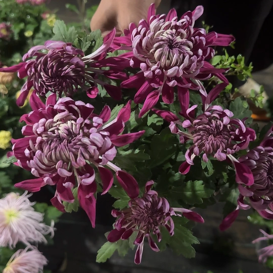 无花朵雪赵红梅一颗