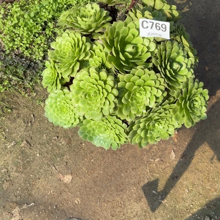 瑞妈多肉园艺769。原始翡翠冰