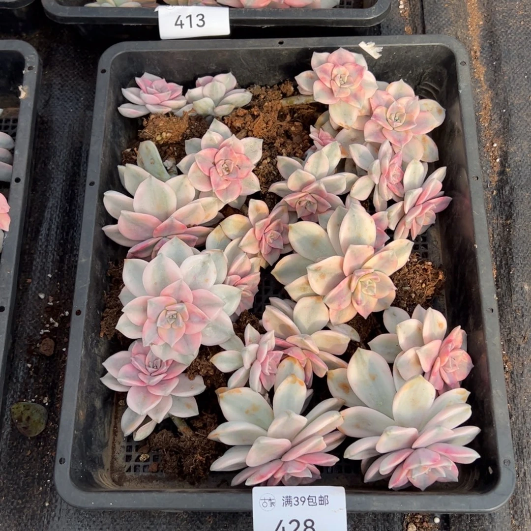 428紫乐锦单头大大小小20个