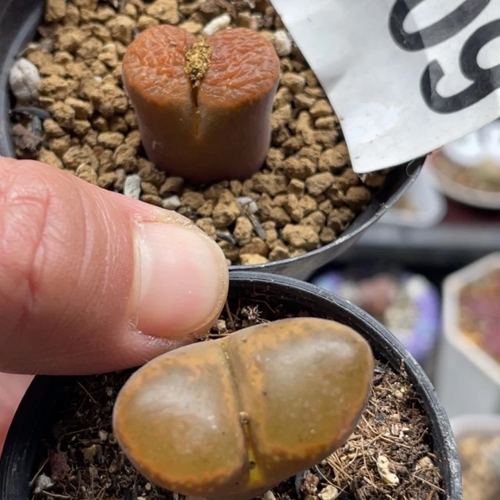 完全开放509蛋糕风铃两颗