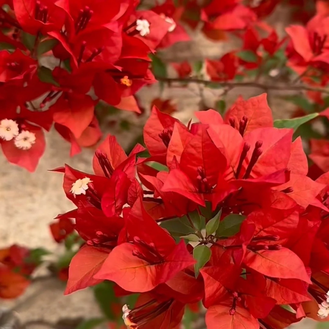 热火桑巴三角梅绿植花卉壮苗不带花发货四季开花好养易活