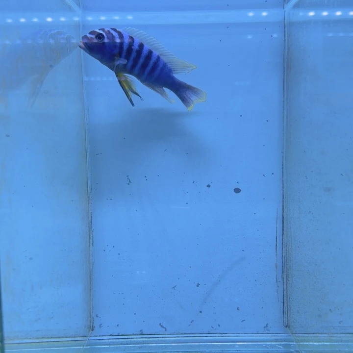 海水1046号野生轮渡费恩