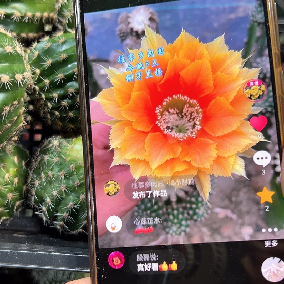 烈焰彩草仙人球大花仙人球