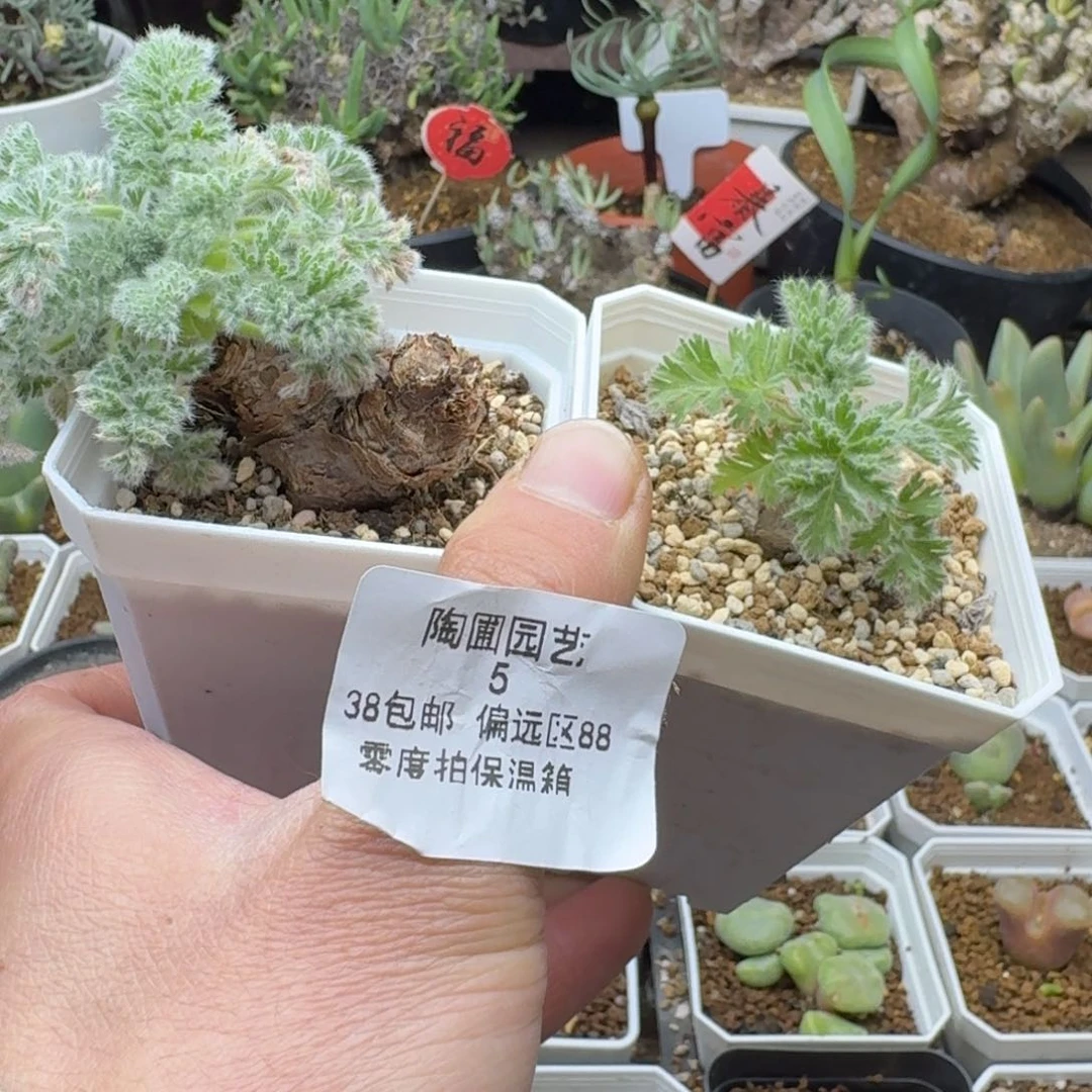 5号两个羽叶洋葵。 多肉。