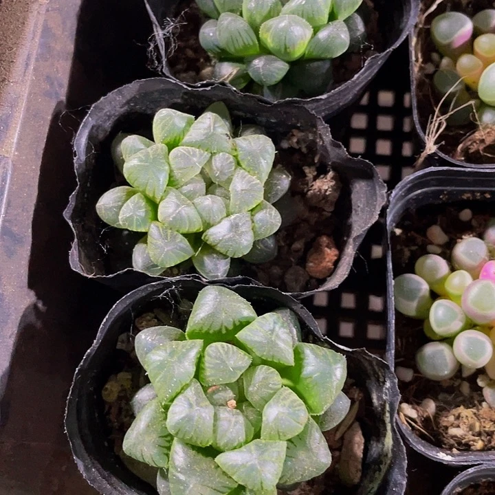 黑姬玉露2.8带哦土