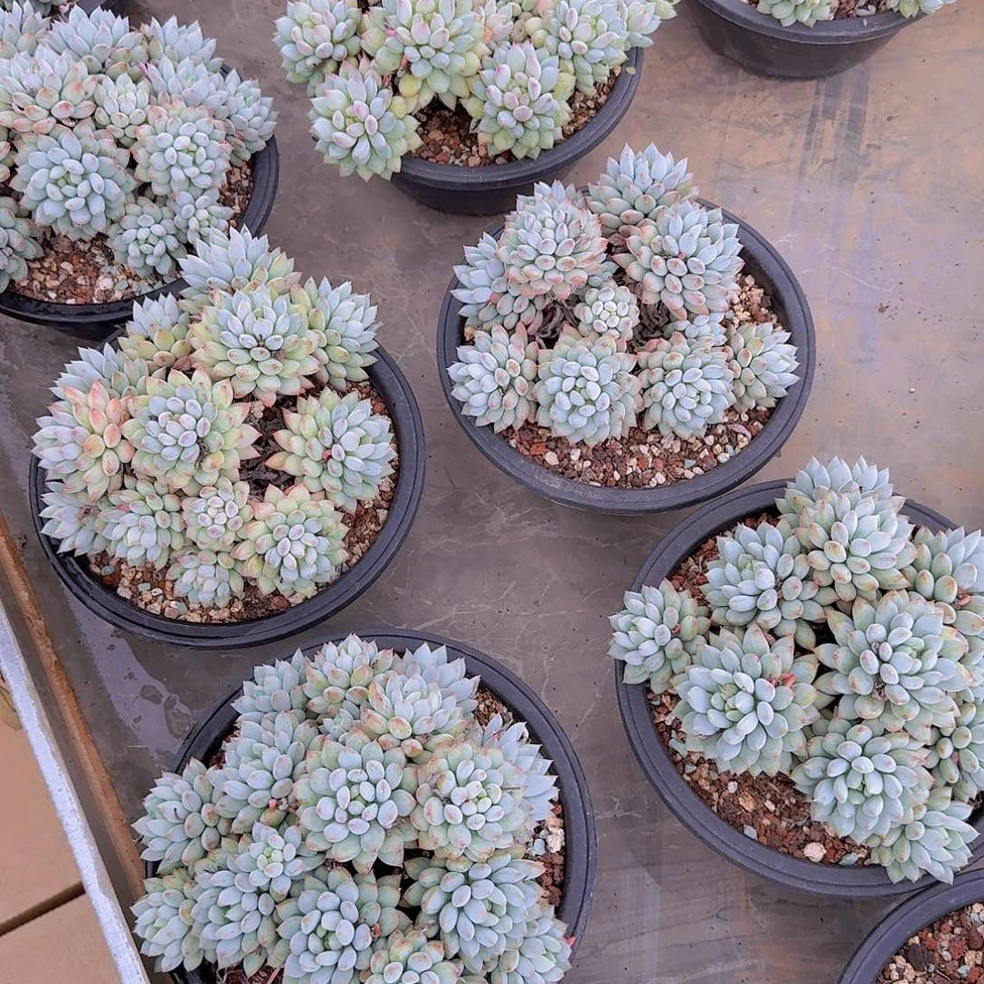 明珠美人多肉植物00000