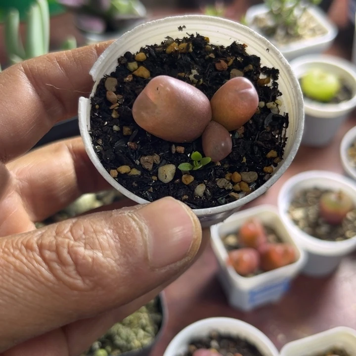 三头粉色毛汉尼可爱多肉050