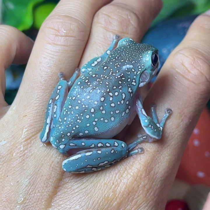 老爷树蛙03 很大一只 大波点 澳蓝暴雪