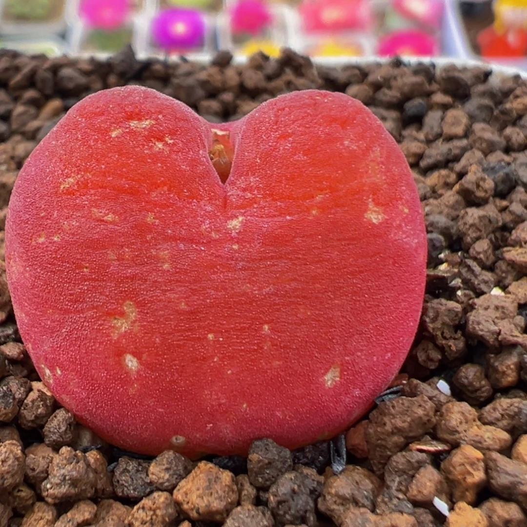 71多肉植物水蜜桃1430.5