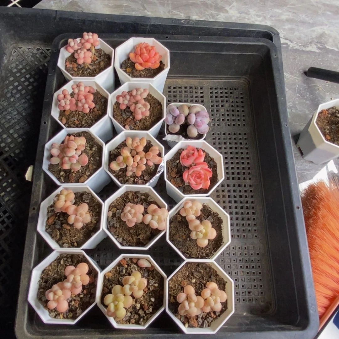 丁****ᰔ多肉植物总共14棵