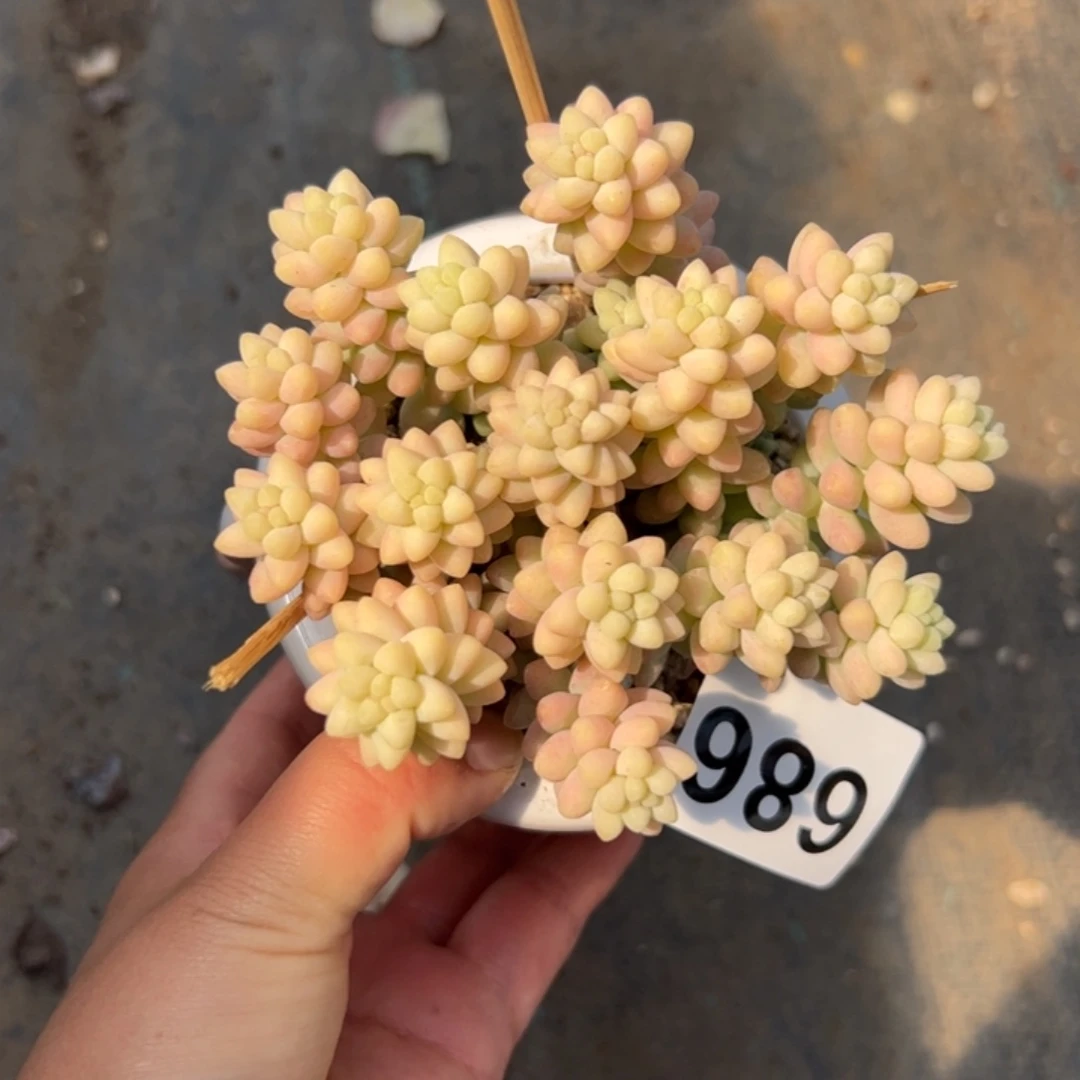 街****&686 多肉植物组合盆栽