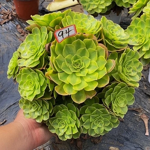 雨荷老桩捧花94号
