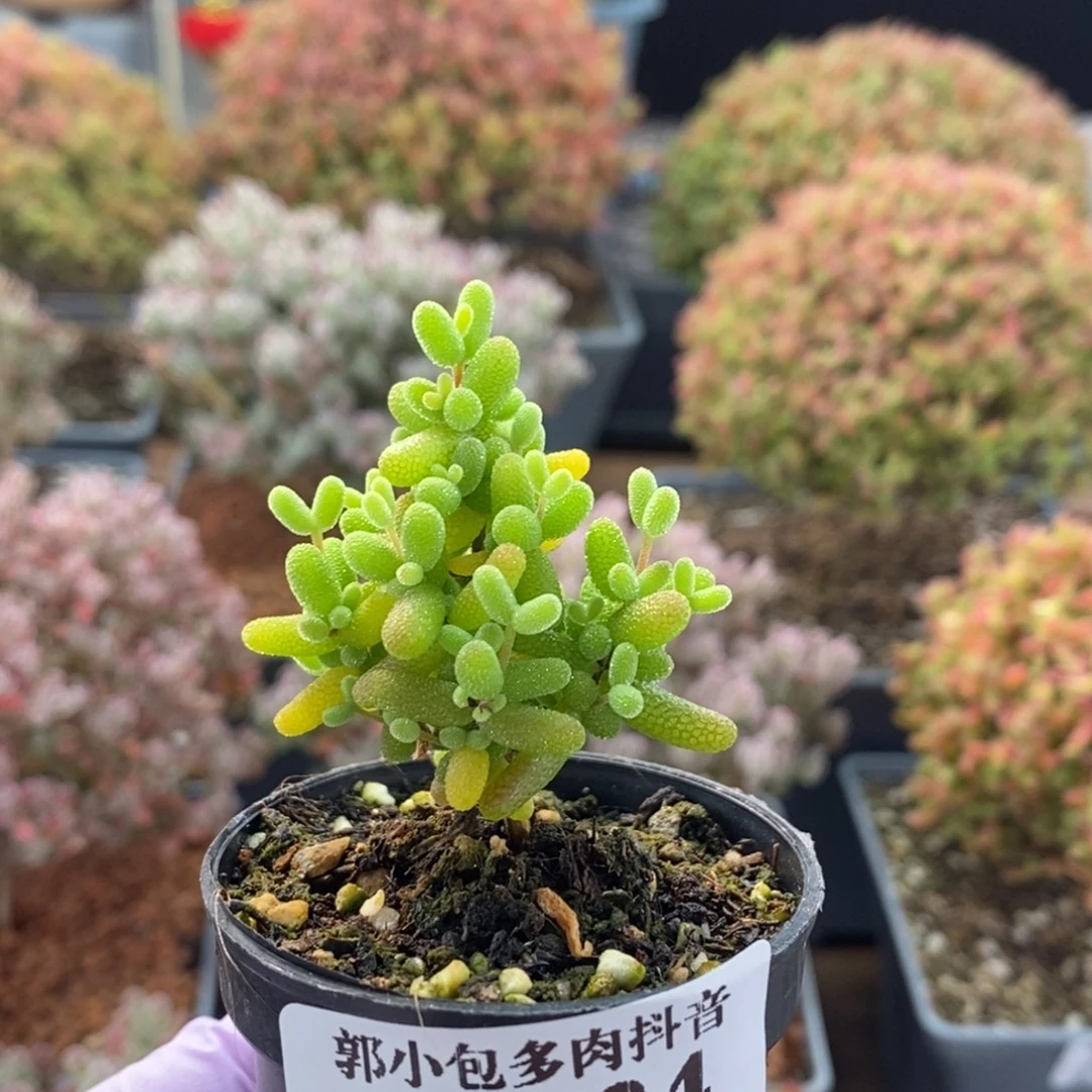 糖球3624枝干番杏