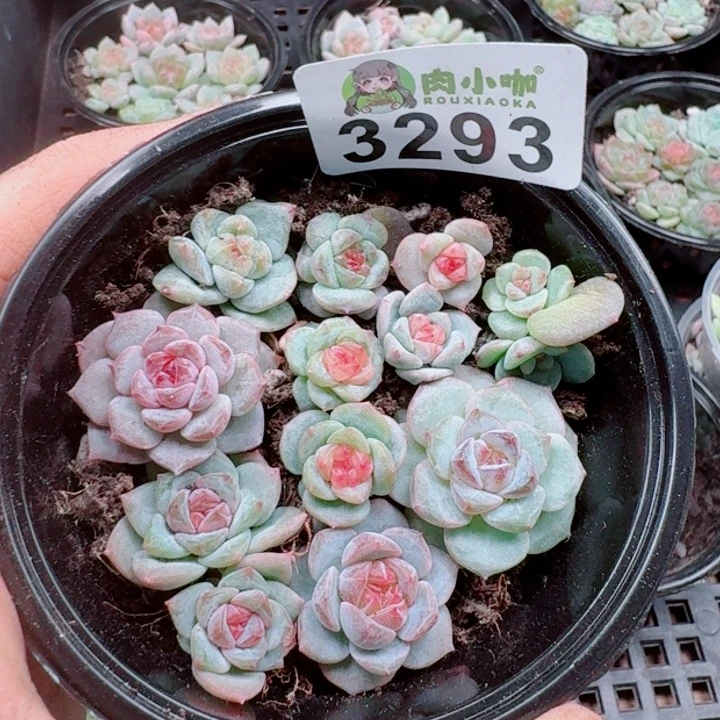 多肉植物多肉植物