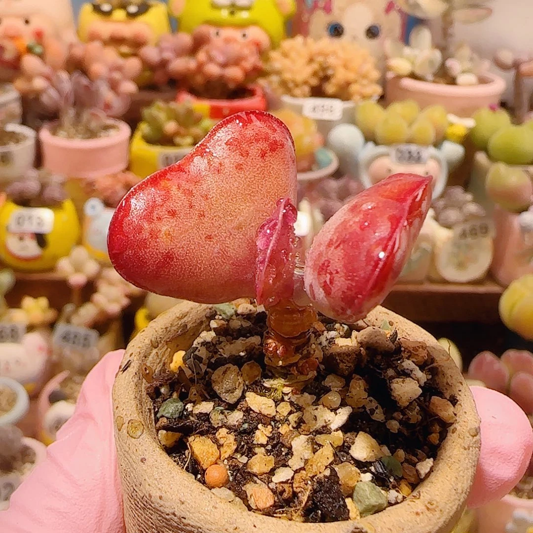 T红红爱心水泡盆口3.5cm