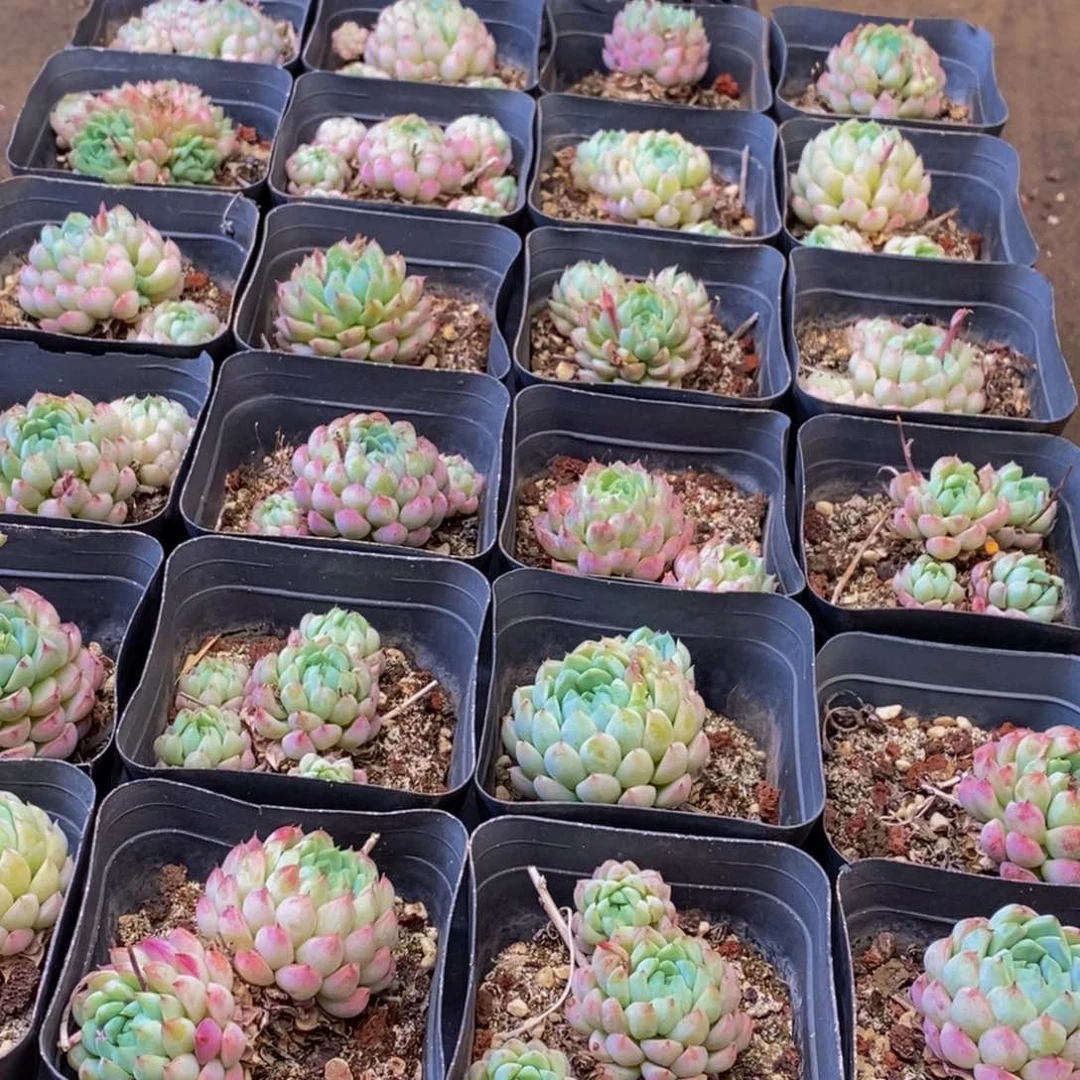 896多肉植物保护研究所所长助理
