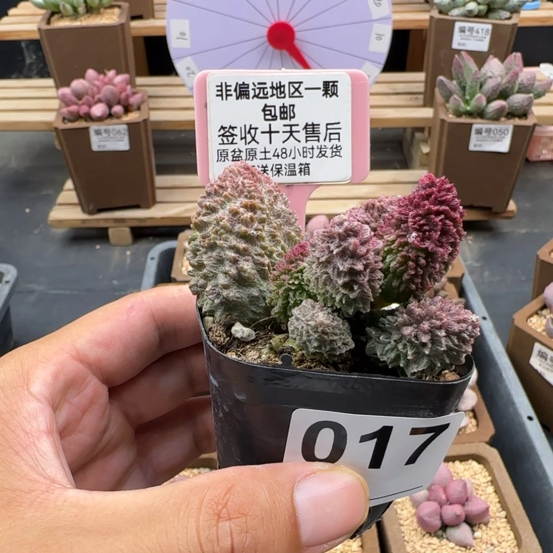 悠**卡017朱紫玉多肉植物