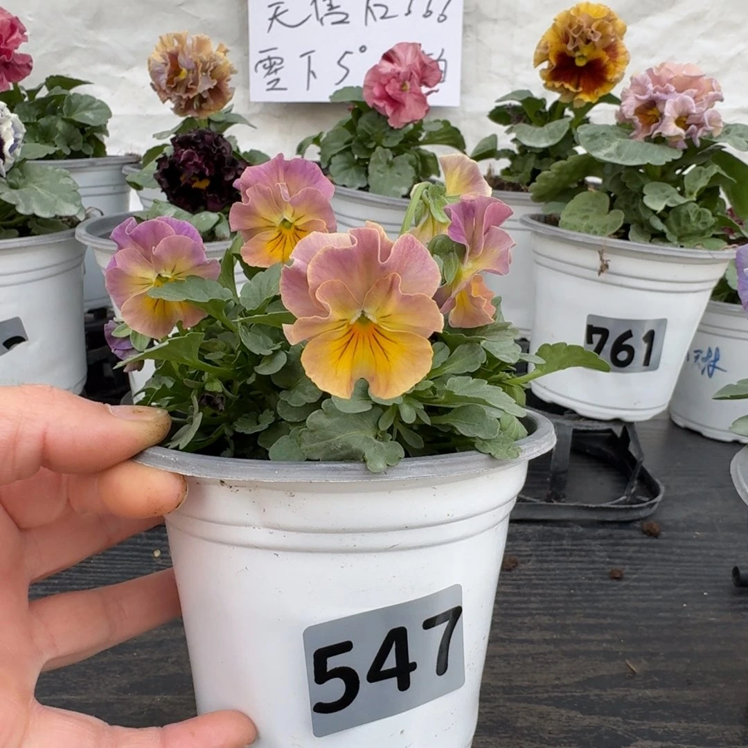 全部花朵547号号彩虹女神