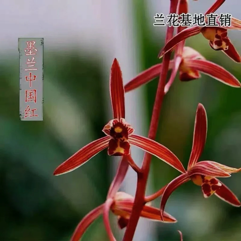 中国红墨兰正品办公室园艺绿植庭院阳台花盆茶座