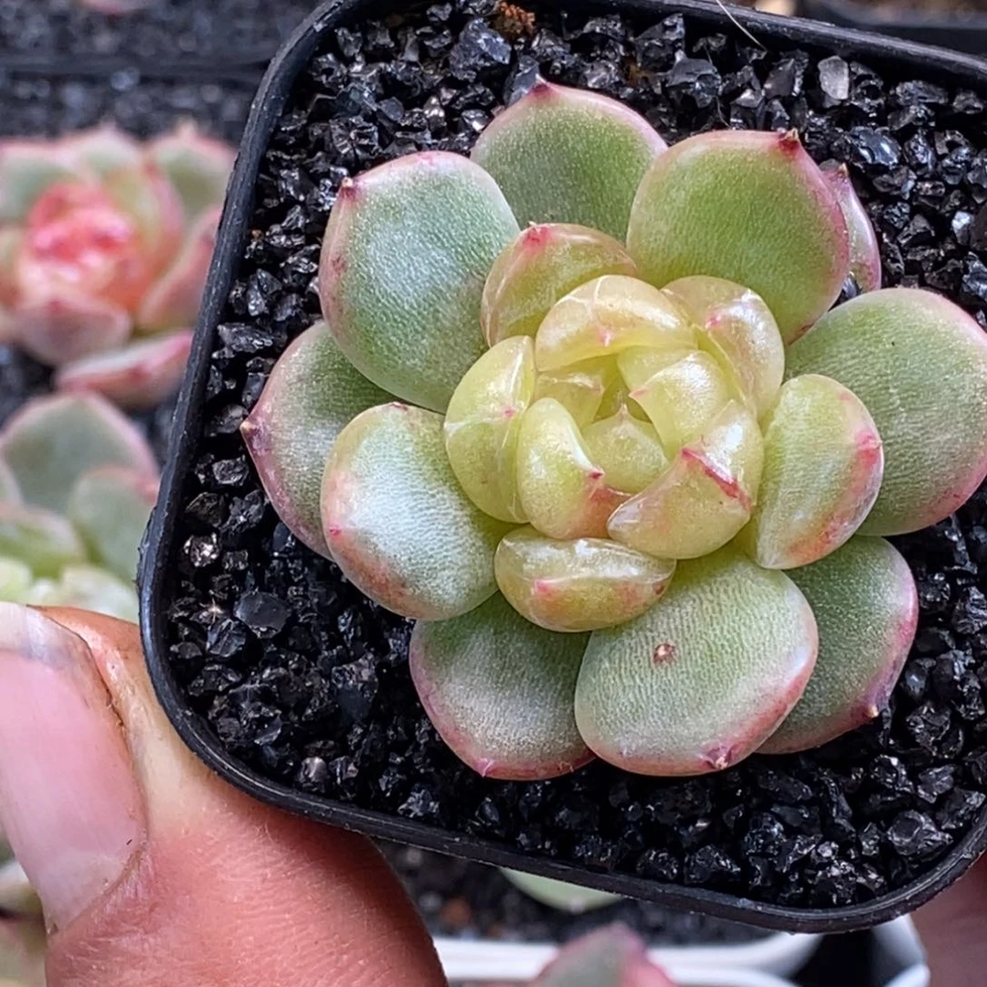 天官赐福百无禁忌