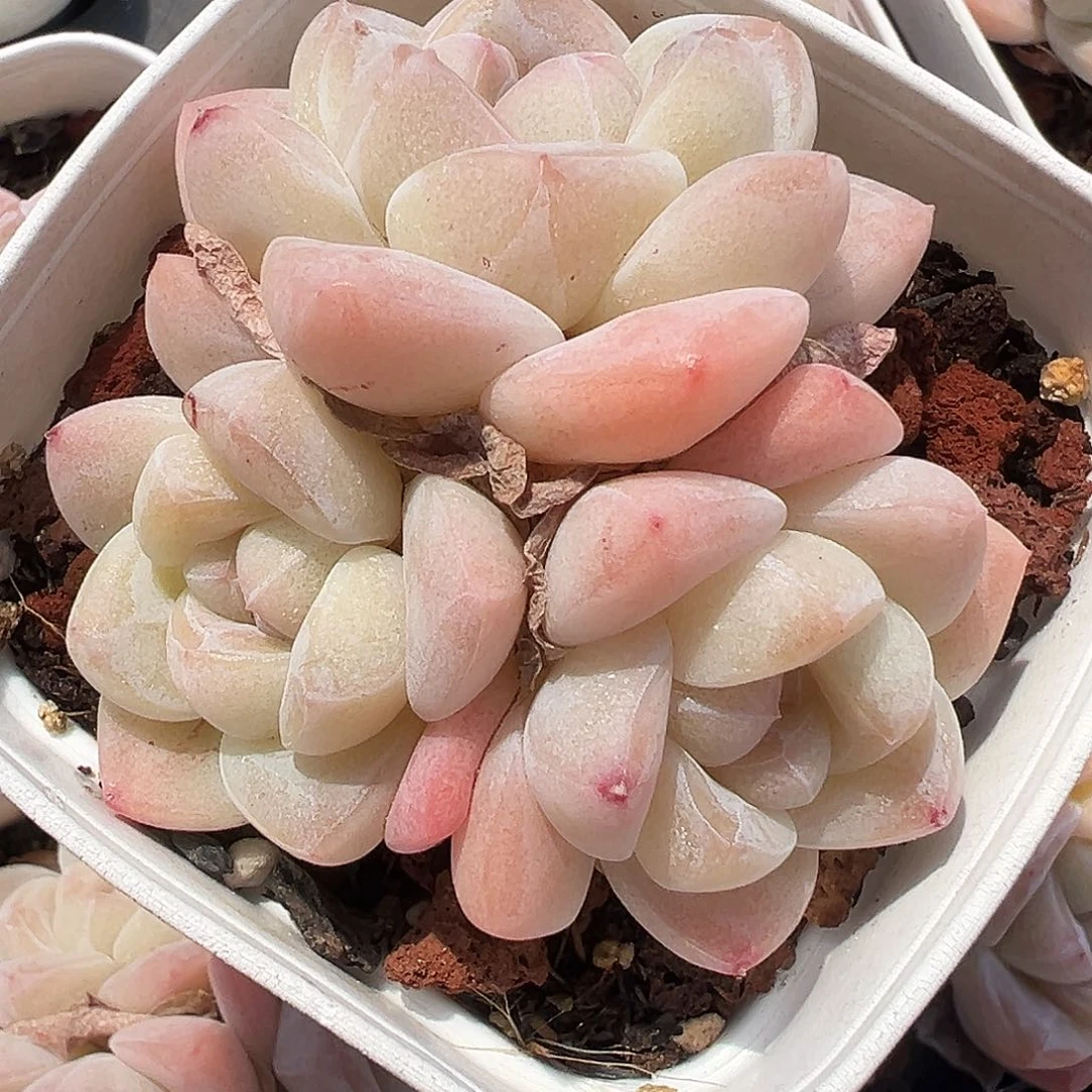 冰玉老桩群生，1262