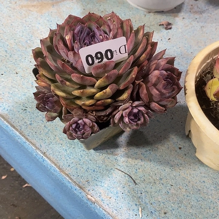 陈***李060蓝色妖姬多肉植物