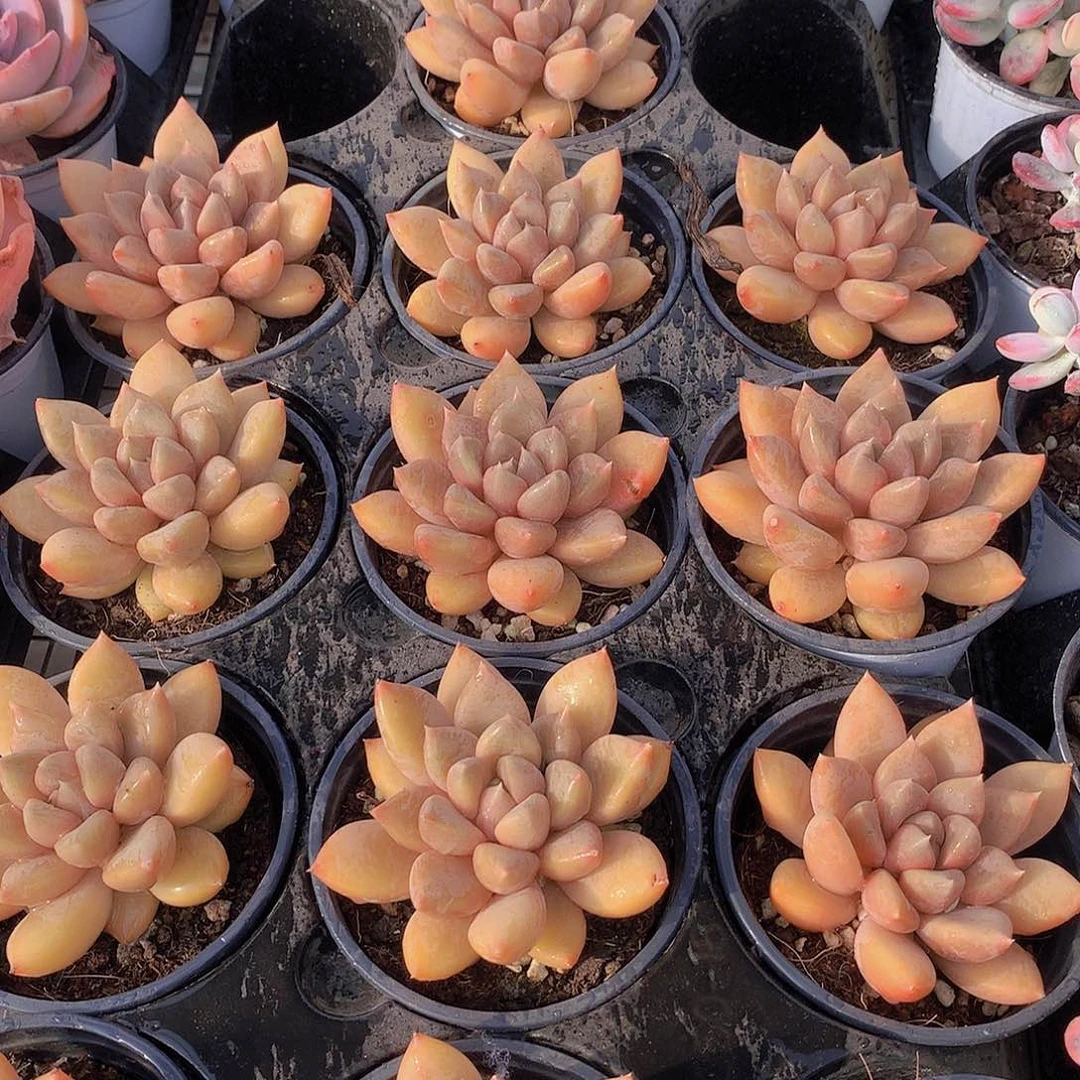 单头红象牙245678990000