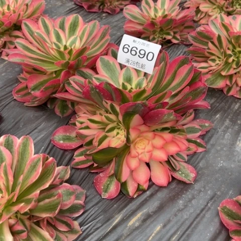 女巫多肉多肉6690