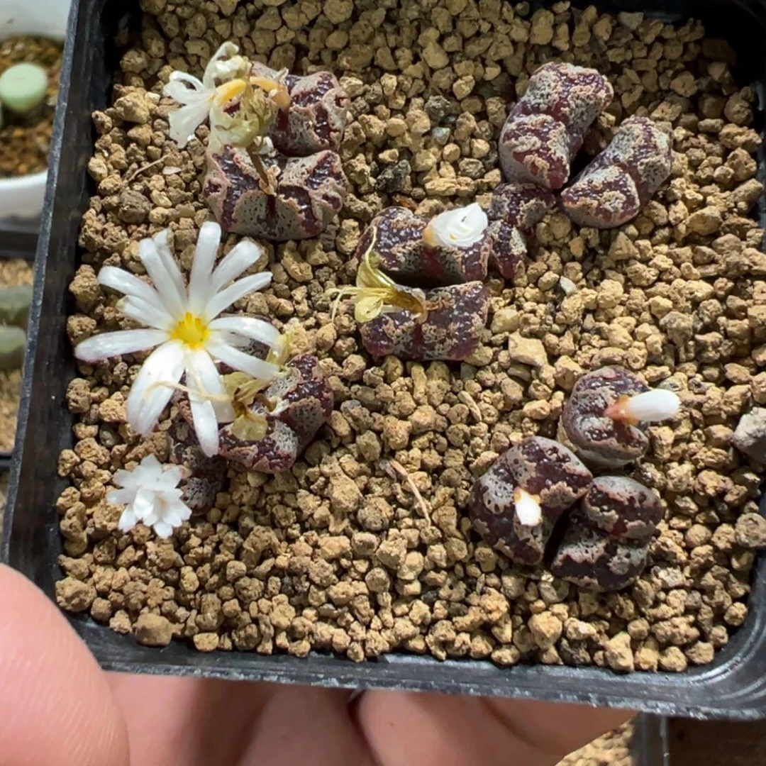 1-60肉锥多肉植物