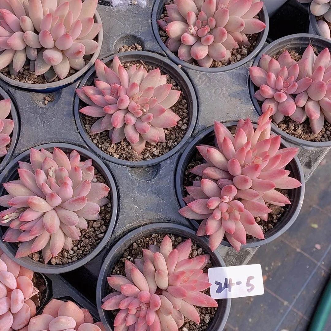 24-5-车厘子大双头母本一颗 量拍