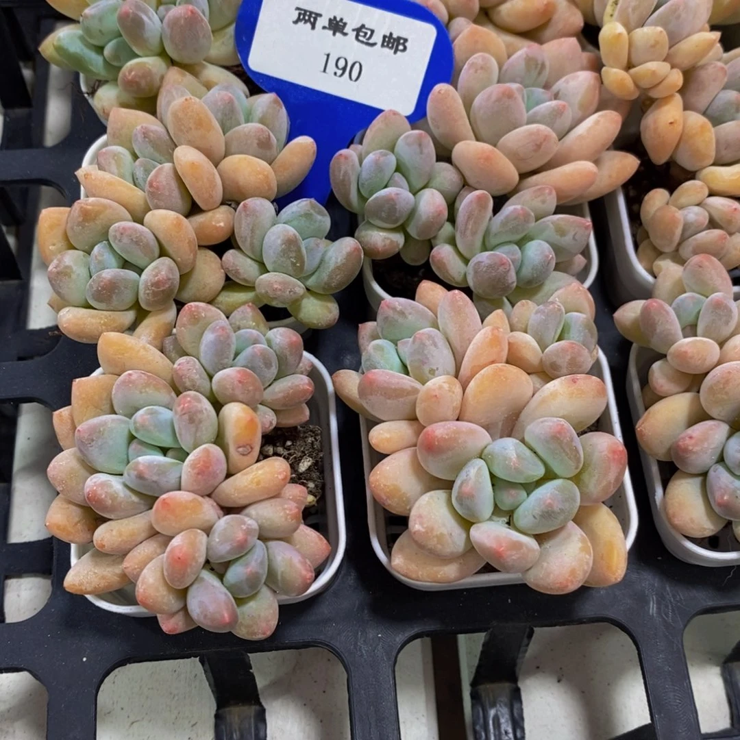 190-精品奶油香水群三个