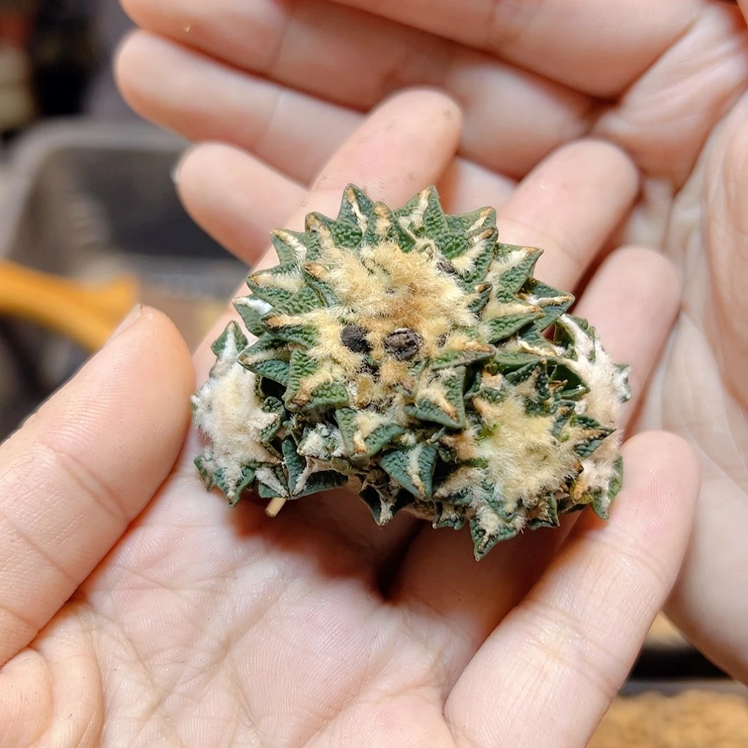 自根黑牡丹群4.5公分