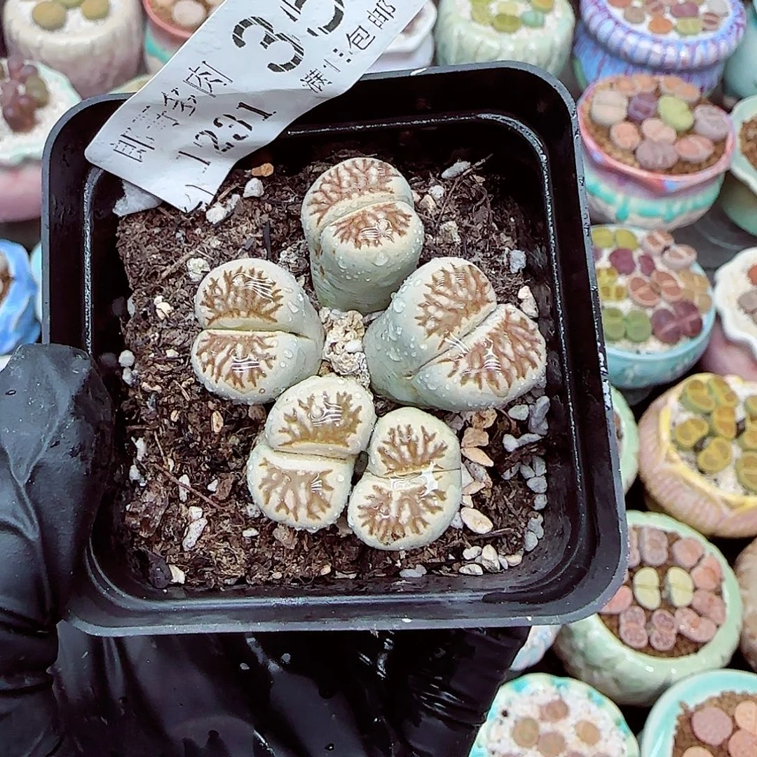 生石花满18包邮1231-35