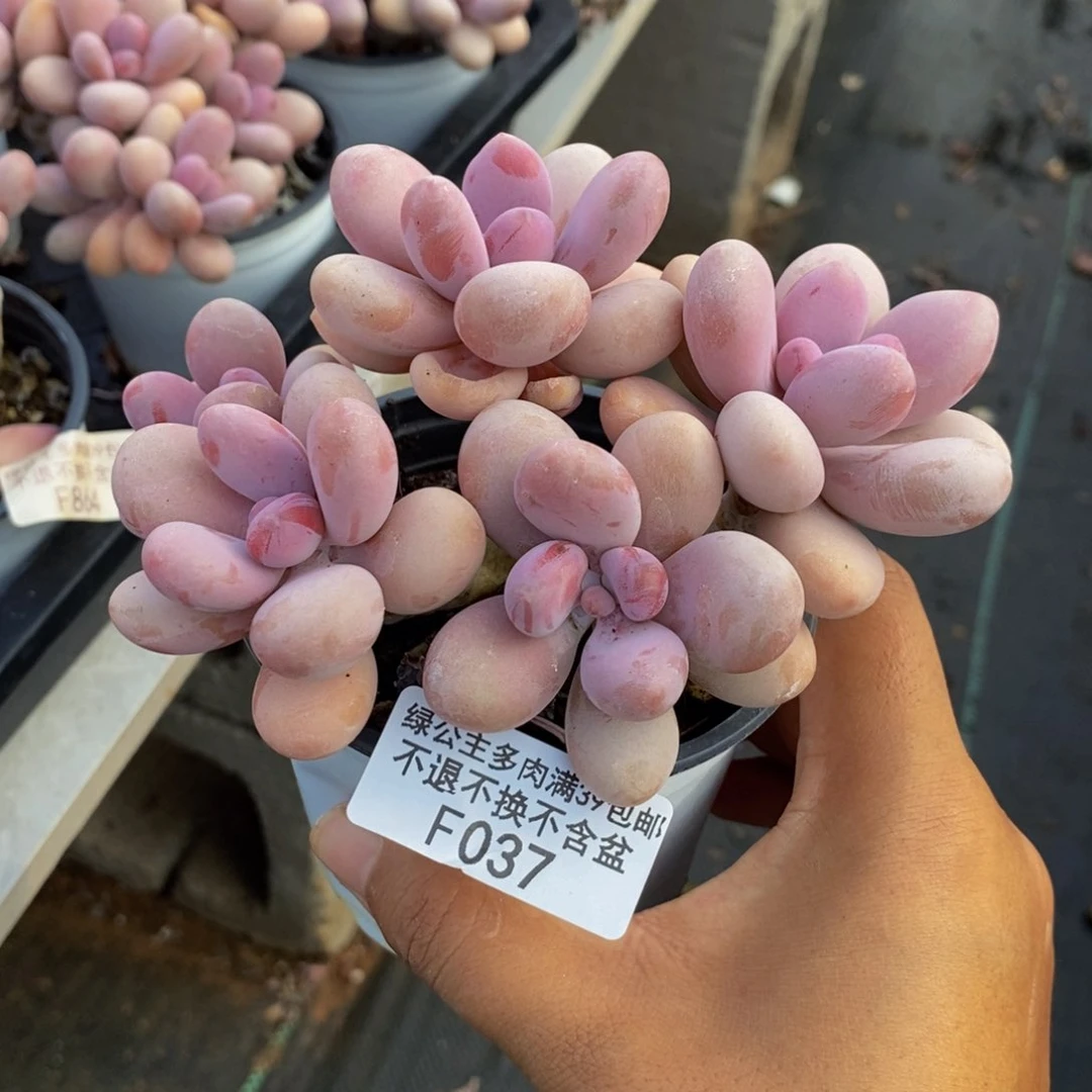 软*037糖果桃蛋多肉10c m