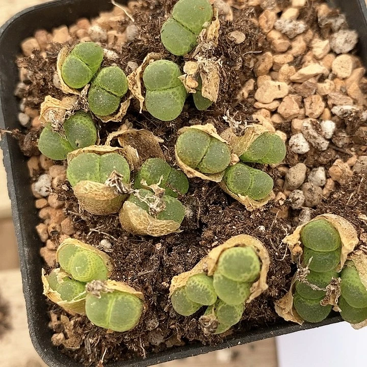 1078三头绿眼睛风铃一颗