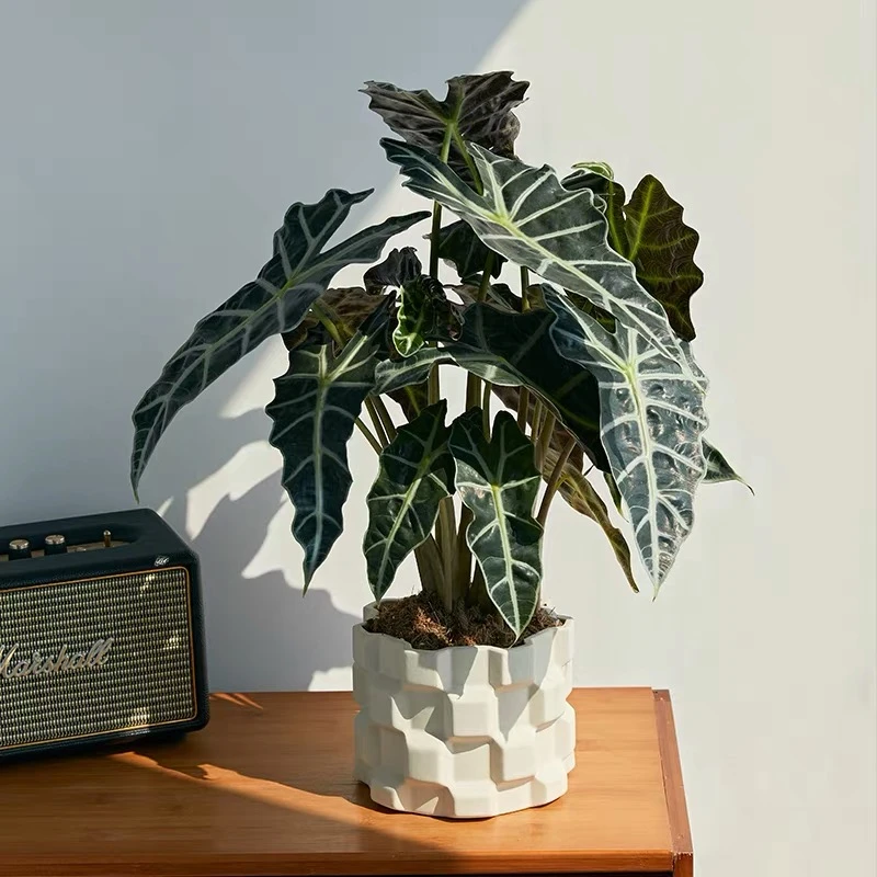 新疆包邮 大仙女1加仑基地培育盆 高度55cm左右 美爆了