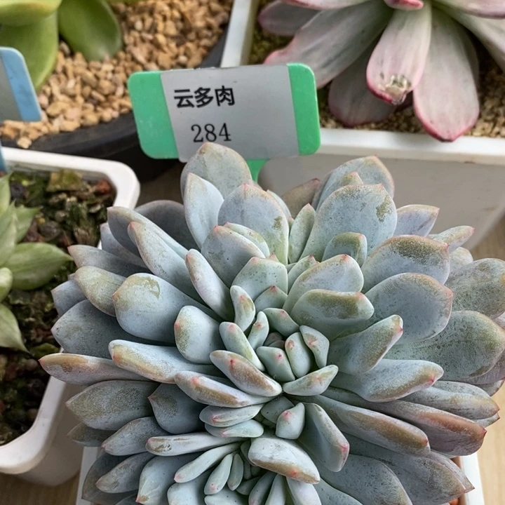 x284-直播福利 橙子缀