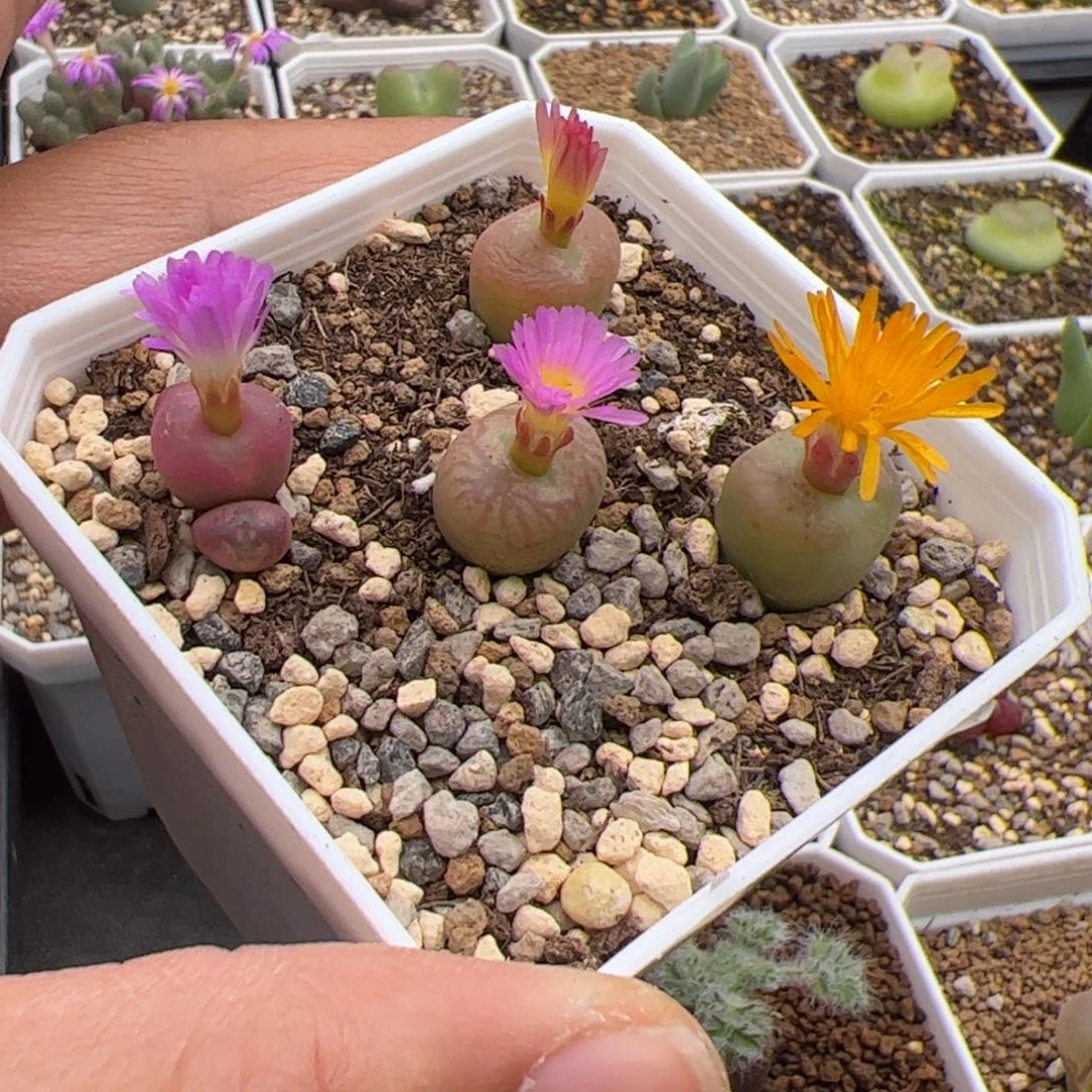 少***s11.9毛杂多肉植物组合62